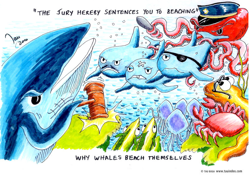 5-whales-other-tau-boga