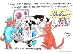 bovine-gastroscopy-tau0003