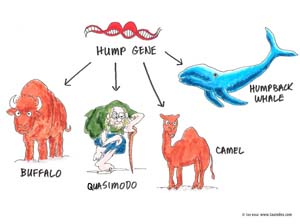 hump-gene-tau-boga
